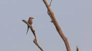 Lilac-breasted roller (Matusadona National Park)
