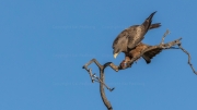 Yellow-billed kite (Mosi-oa-Tunya National Park)