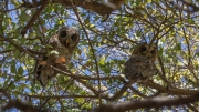 African wood owls, Woodford's owls (Mosi-oa-Tunya National Park)