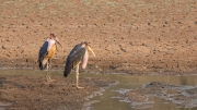 Marabou storks (South Luangwa National Park)