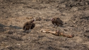 Hooded vultures' meal (Nsefu Sector)