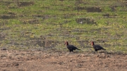 Southern ground hornbills (South Luangwa National Park)