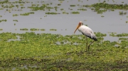 Yellow-billed stork (South Luangwa National Park)