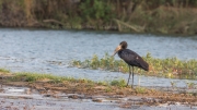 African openbill (Mosi-oa-Tunya National Park)