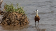 African jacana (Lower Zambezi)