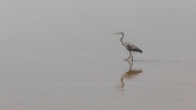 Grey heron (South Luangwa National Park)