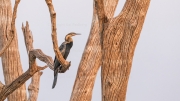 African darter (Lake Kariba)