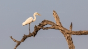 Yellow-billed egret (South Luangwa National Park)