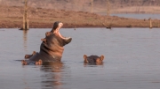 Hippo pool (Lake Kariba)