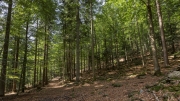 Bavarian Forest