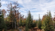 Bavarian Forest autumn