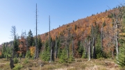 Bavarian Forest autumn