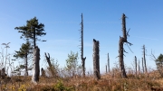 New Blood - Traces of storms and bark beetle