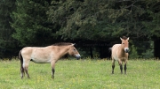 Przewalski's horses
