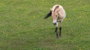 Przewalski's horse