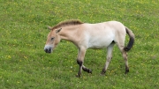 Przewalski's horse