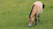 Przewalski's horse