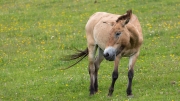 Przewalski's horse