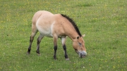 Przewalski's horse