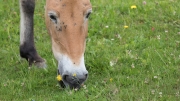 Przewalski's horse