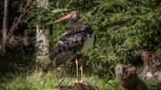 Black Stork