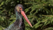 Black Stork