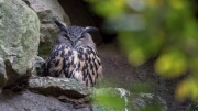 Eurasian Eagle-owl