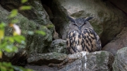 Eurasian Eagle-owl