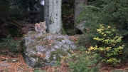 Eurasian Lynx