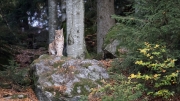 Eurasian Lynx