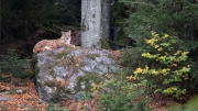 Eurasian Lynx