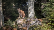Eurasian Lynx