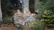 Eurasian Lynxes
