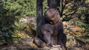 Brown Bear