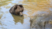 Brown Bear