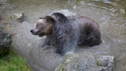 Brown Bear