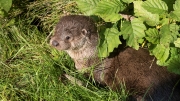 Eurasian Otter