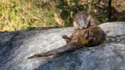 Eurasian Otter