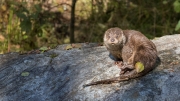 Eurasian Otter