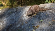 Eurasian Otter