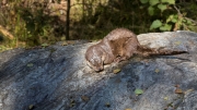 Eurasian Otter