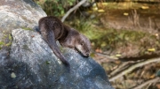 Eurasian Otter