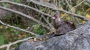 Eurasian Otter