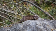 Eurasian Otter
