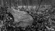 Excavated... To Ossenbeck and Friedrichsberg