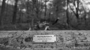 Mathilde's view - lost