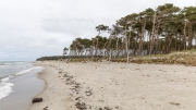 Exposed to the Baltic - Darß, western coast
