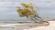 Exposed to the Baltic - Darß, western coast