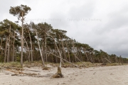 Exposed to the Baltic - Darß, western coast