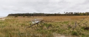 Exposed to the Baltic - Darß, western coast